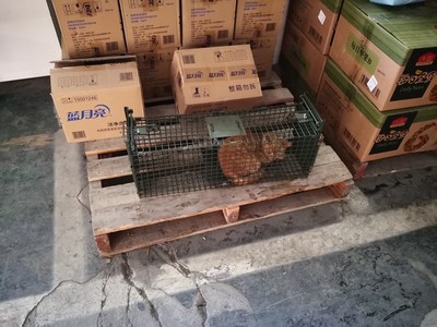 用滄州景隆捕貓籠抓野貓