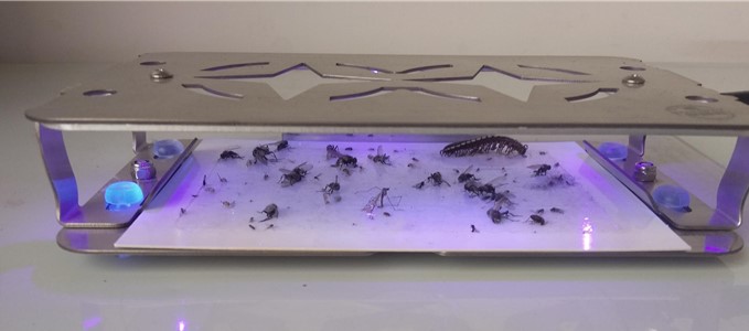 景隆獵蠅者LED滅蒼蠅燈