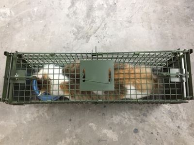 景隆捕貓籠